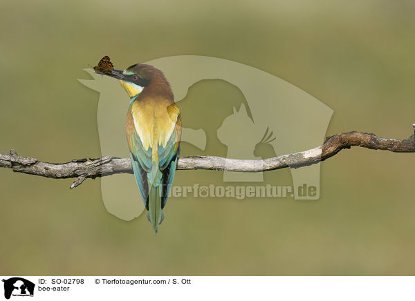 Bienenfresser / bee-eater / SO-02798