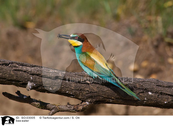 bee-eater / SO-03005