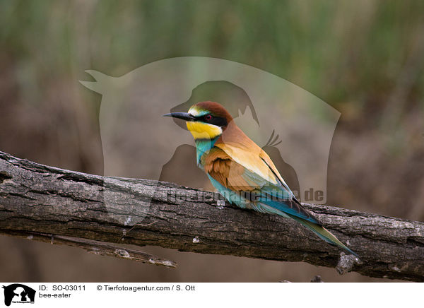 bee-eater / SO-03011