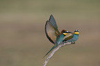 European Bee Eater