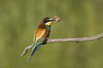 European Bee Eater