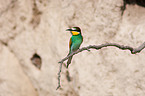 European bee-eater