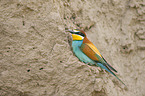 European bee-eater