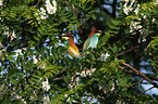 European bee-eater