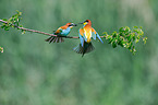 bee-eaters