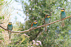 bee-eaters