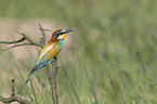 sitting Bee-eater