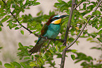 bee-eater