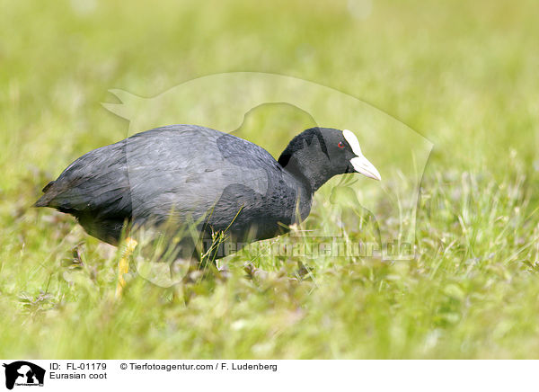 Blsshuhn / Eurasian coot / FL-01179