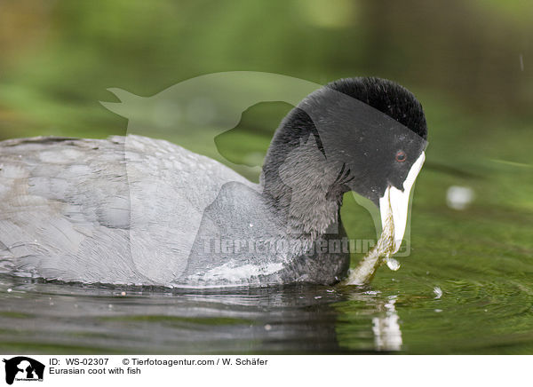 Blsshuhn mit Fisch / Eurasian coot with fish / WS-02307