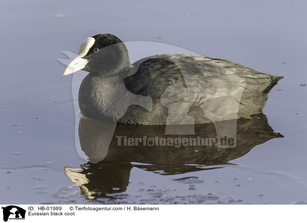 Eurasian black coot / HB-01989