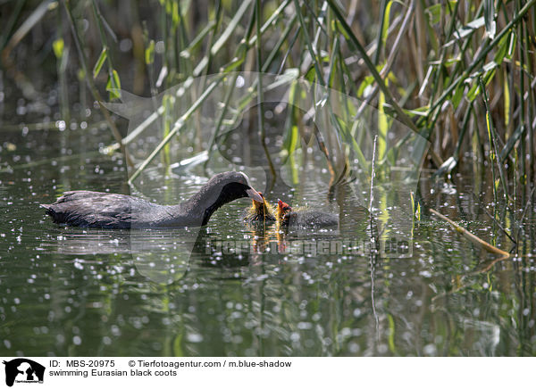 swimming Eurasian black coots / MBS-20975