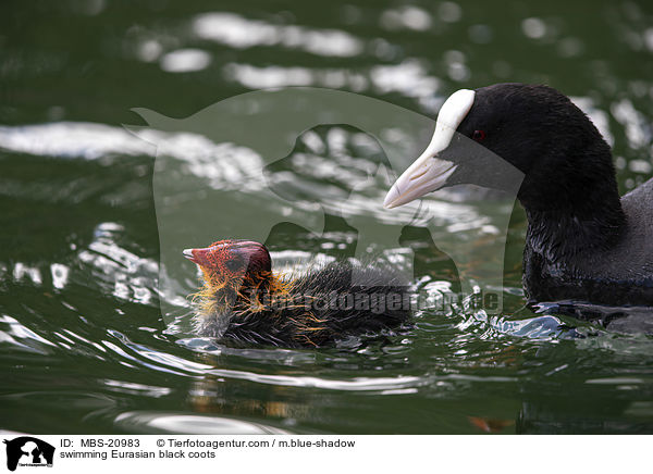 swimming Eurasian black coots / MBS-20983
