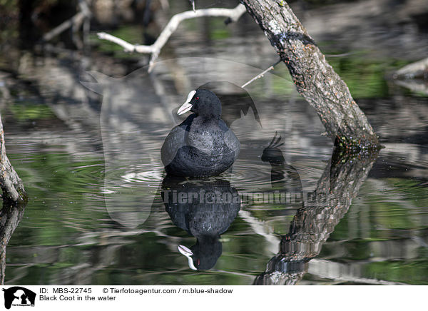 Black Coot in the water / MBS-22745