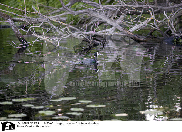 Black Coot in the water / MBS-22778