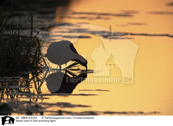 black coot in the evening light / MBS-24332