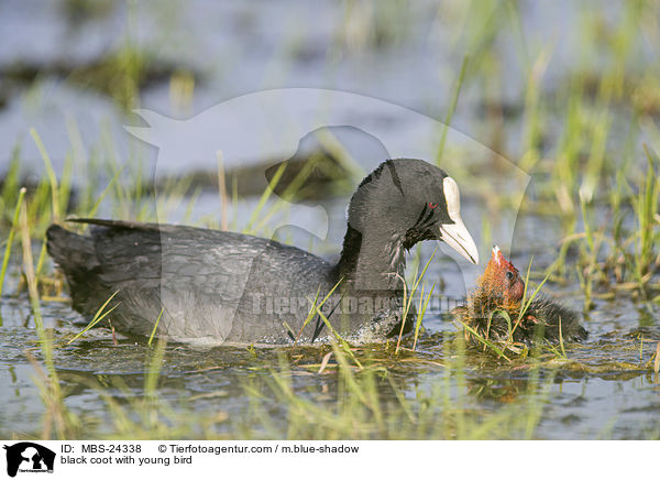 black coot with young bird / MBS-24338