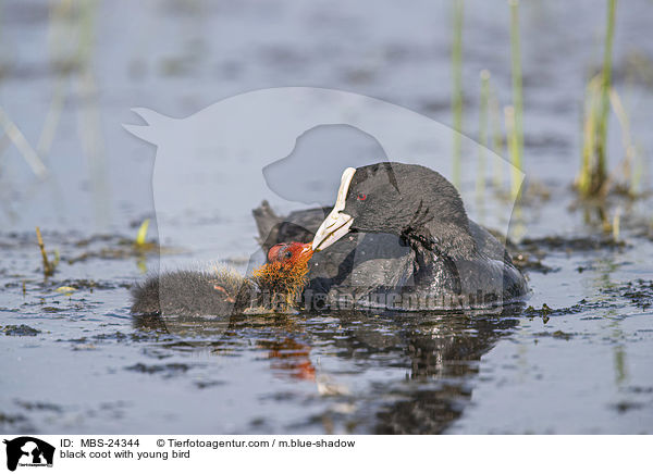 Blsshuhn mit Jungvogel / black coot with young bird / MBS-24344