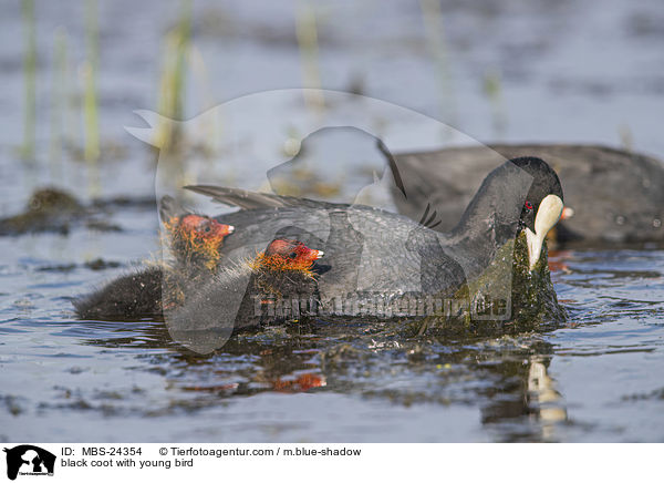 Blsshuhn mit Jungvogel / black coot with young bird / MBS-24354