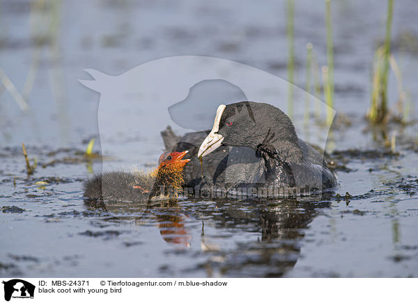 black coot with young bird / MBS-24371