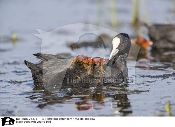 Blsshuhn mit Jungvogel / black coot with young bird / MBS-24378