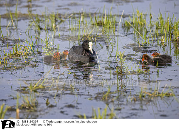 Blsshuhn mit Jungvogel / black coot with young bird / MBS-24397