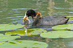 Eurasian coot with chicken