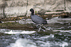 walking Black Coot