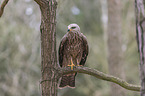 sitting Black Kite