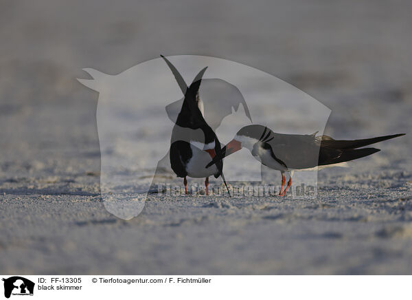 Amerikanischer Scherenschnabel / black skimmer / FF-13305