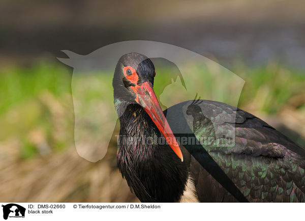 black stork / DMS-02660