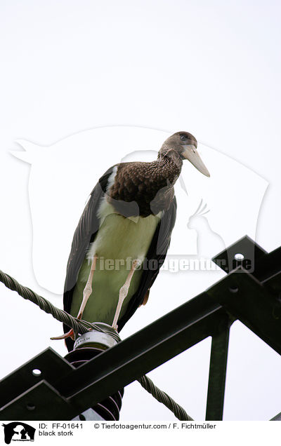 black stork / FF-01641