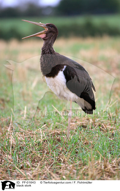 black stork / FF-01643