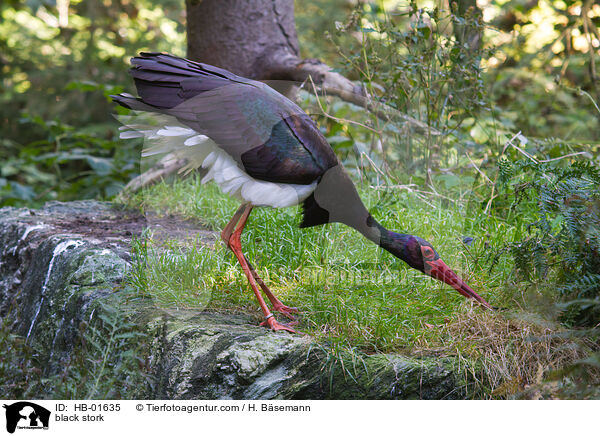 Schwarzstorch / black stork / HB-01635