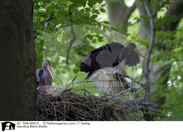 standing Black Storks / THA-06910