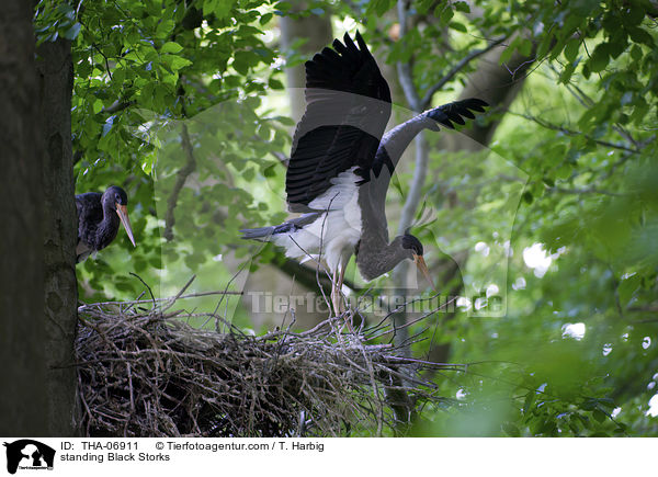 standing Black Storks / THA-06911