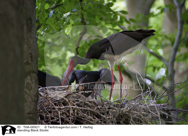 standing Black Storks / THA-06921