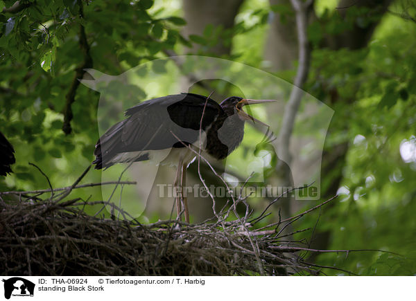 stehender Schwarzstorch / standing Black Stork / THA-06924
