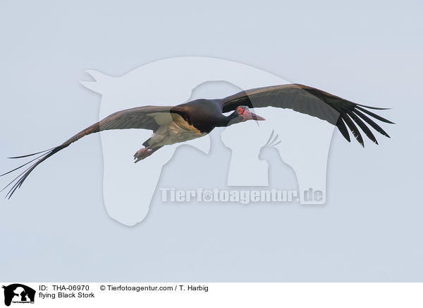 flying Black Stork / THA-06970