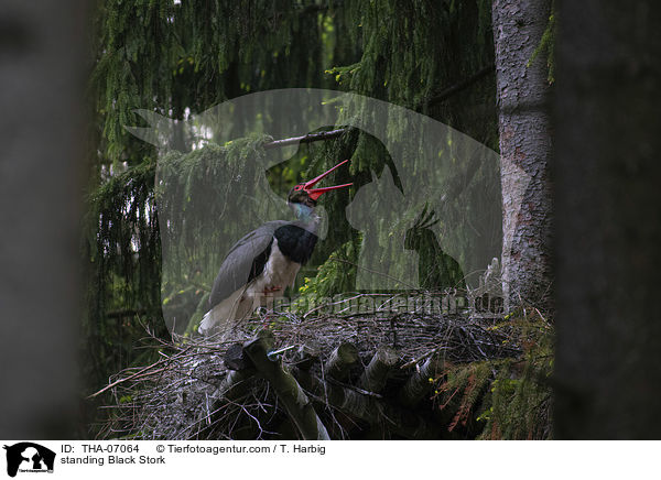 standing Black Stork / THA-07064