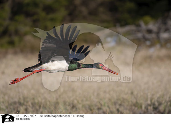 black stork / THA-07907