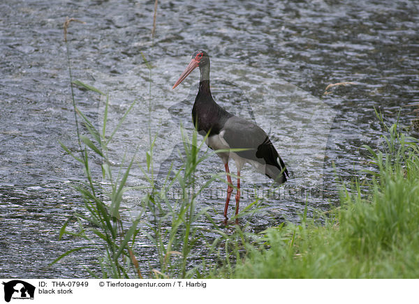 black stork / THA-07949