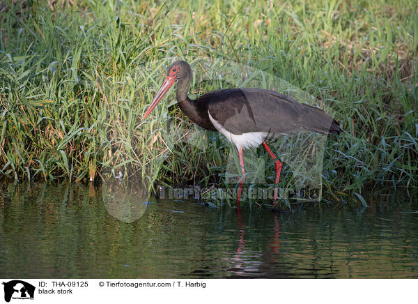black stork / THA-09125