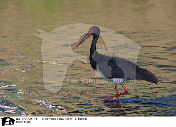 black stork / THA-09144