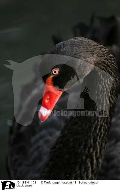 black swan / SS-01108