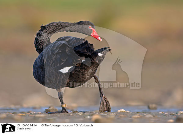 black swan / DV-01414