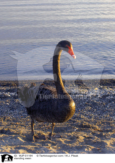 standing swan / WJP-01164