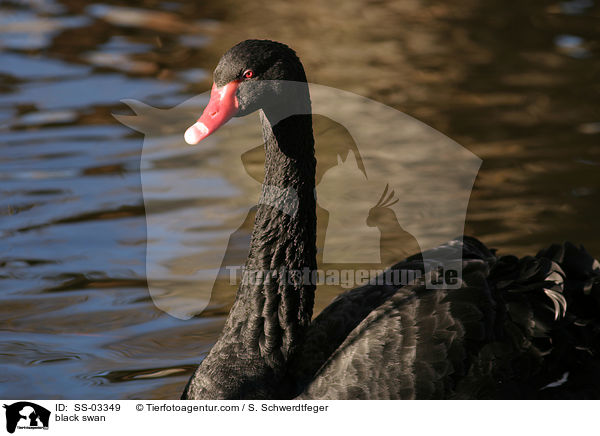 black swan / SS-03349
