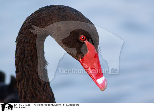 black swan / FL-01325