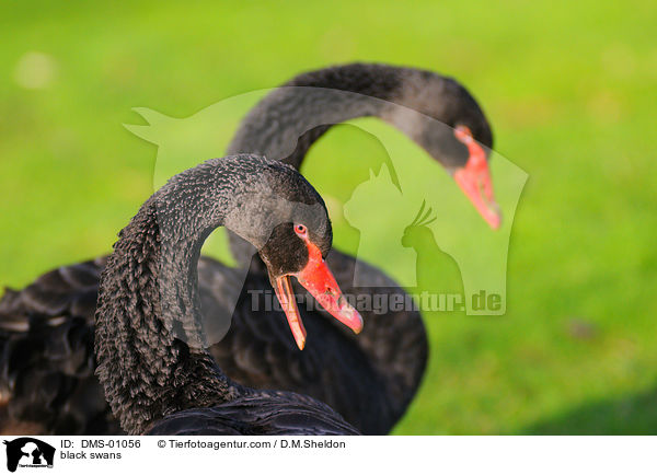 black swans / DMS-01056